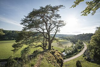 Frau sitzt unter großem Baum auf Felsen mit Blick auf Fluss, Straße und grüne Landschaft bei Sonnenschein.